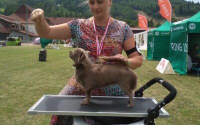 IDS (CACIB) Wisła 2019
