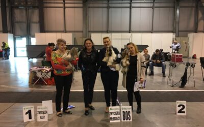 ExpoSilesia-DogShow (CWC) w Będzinie